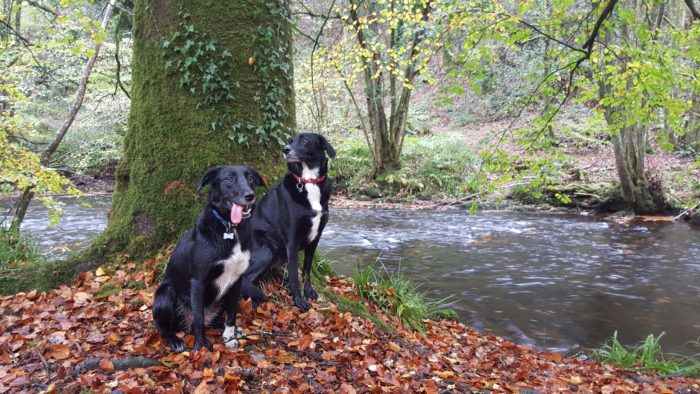 Two dogs in autumn